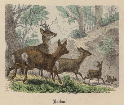 Capriolo da Friedrich Specht