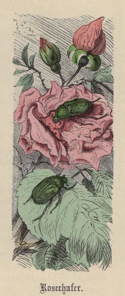Maggiolino (incisione colorata) da Friedrich Specht