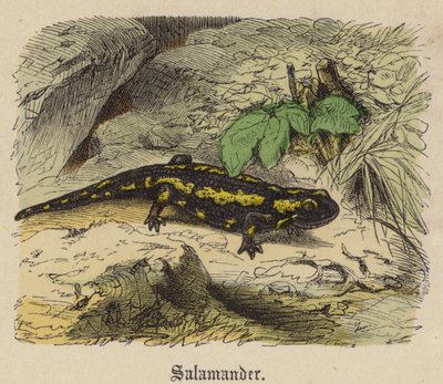 Salamandra da Friedrich Specht