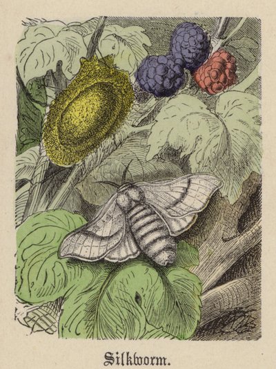 Baco da seta da Friedrich Specht