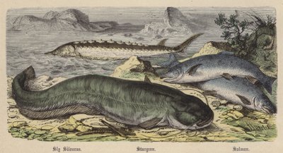 Siluro, Storione, Salmone da Friedrich Specht