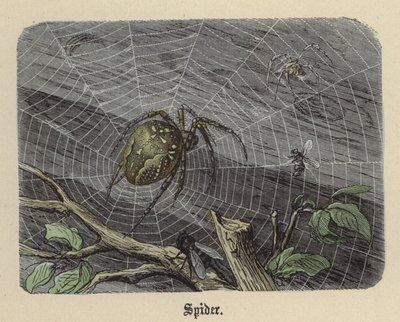 Ragno da Friedrich Specht