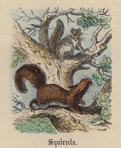 Scoiattoli (incisione colorata) da Friedrich Specht