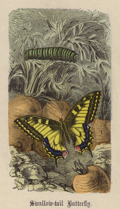 Farfalla Coda di Rondine (incisione colorata) da Friedrich Specht