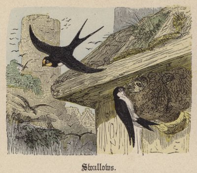 Rondini (incisione colorata) da Friedrich Specht