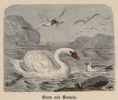 Cigno e Gabbiano da Friedrich Specht