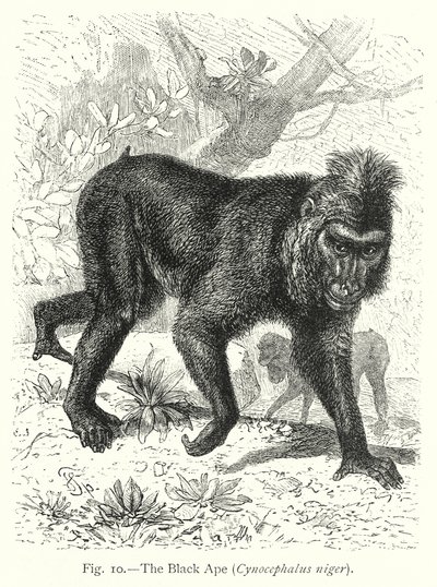  da Friedrich Specht