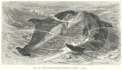 Il delfino comune (Delphinus Delphis) (incisione) da Friedrich Specht