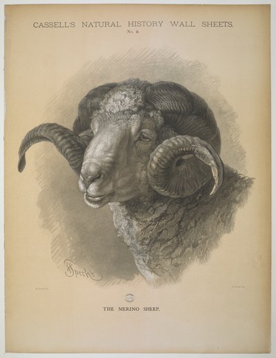 La Pecora Merino, da 