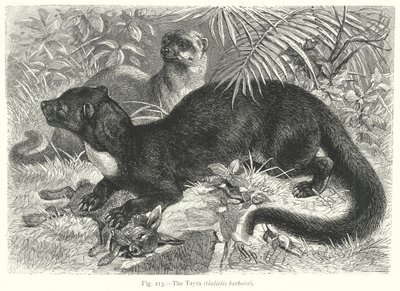 La Tayra (Galictis Barbara) (incisione) da Friedrich Specht