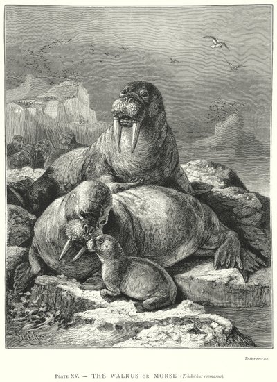  da Friedrich Specht