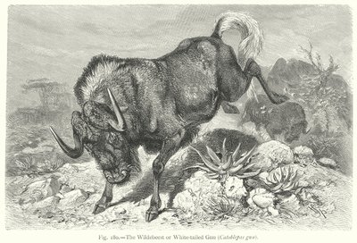 Lo gnu dalla coda bianca (Catoblepas Gnu) (incisione) da Friedrich Specht