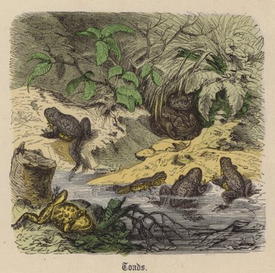 Rane da Friedrich Specht