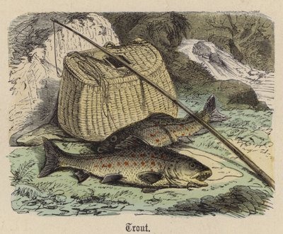 Trota da Friedrich Specht