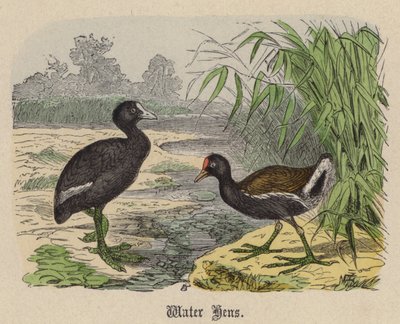Gallinelle d
