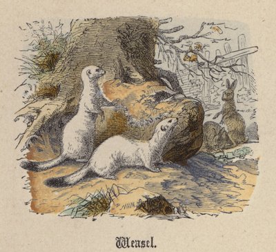 Donnola (incisione colorata) da Friedrich Specht