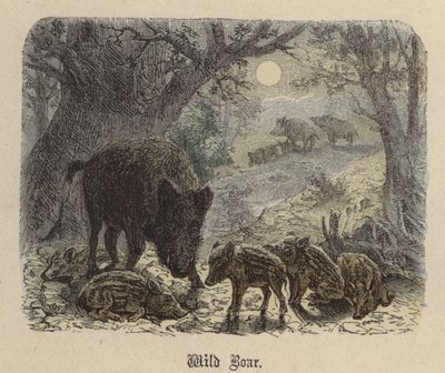 Cinghiale da Friedrich Specht