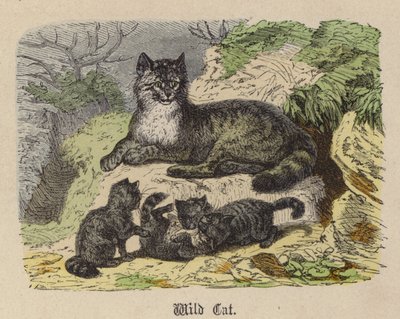Gatto selvatico da Friedrich Specht