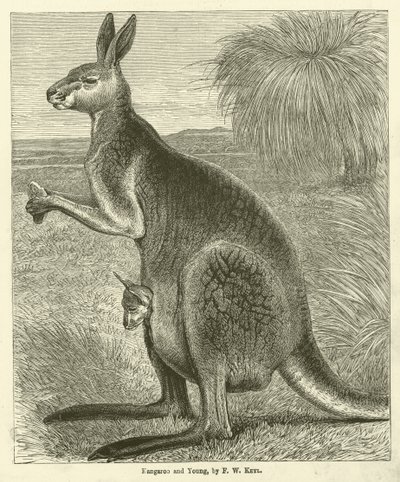 Canguro e cucciolo da Friedrich Wilhelm Keyl