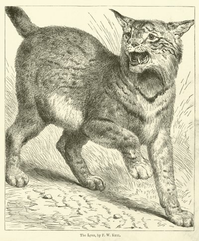 La lince da Friedrich Wilhelm Keyl