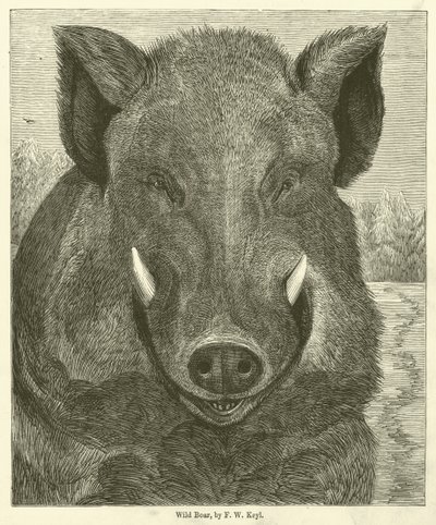 Cinghiale da Friedrich Wilhelm Keyl