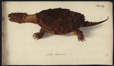 Chelydra serpentina, prima del 1792 da Friedrich Wilhelm Wunder