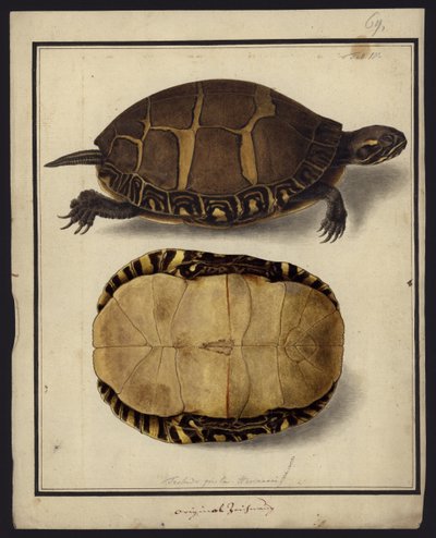 Chrysemys picta, prima del 1792 da Friedrich Wilhelm Wunder