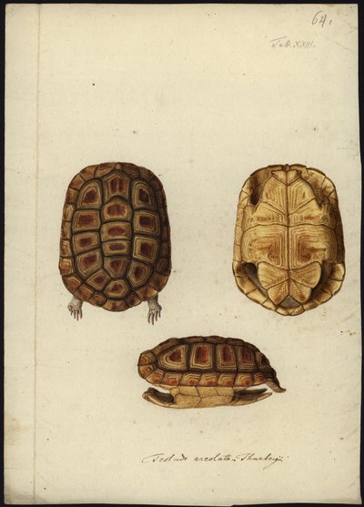 Homopus areolatus da Friedrich Wilhelm Wunder
