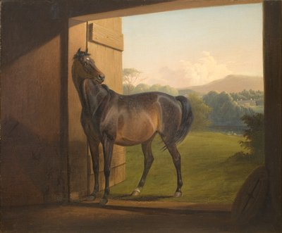 Reveller Mare da Fritz Thomsen