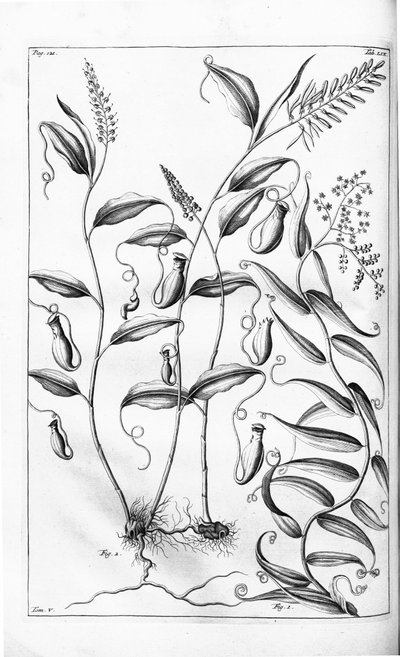 Cantharifera e Flagellaria indica dall