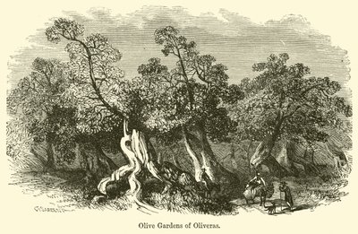 Giardini di ulivi di Oliveras da G. F. Sargent