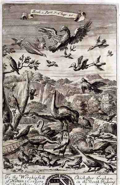 Una varietà di uccelli, illustrazione dal Libro 1 Parte 7 Capitolo 20 di 