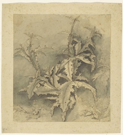 Studio di un cardo e di una pianta più piccola da G. Hamilton (possibly)