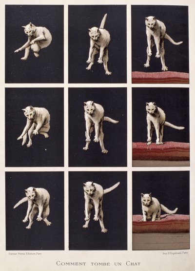 Come cade un gatto, da Les Dernieres Merveilles de la Science di Daniel Bellet da G. Lasellaz