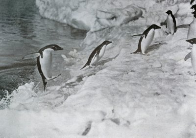 Pinguini che saltano sul ghiaccio, c. 1911, 1913 da G. Murray Levick