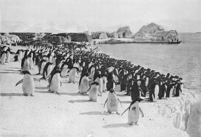 Passeggiata dei Pinguini, c1911, 1913 da G. Murray Levick