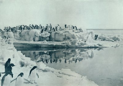 Pinguini sul Ghiaccio, c. 1911, 1913 da G. Murray Levick
