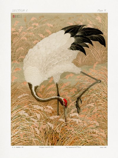 Gru sarus in una risaia da G.a. Audsley