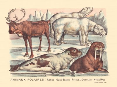 Pagina 14: Animali polari: renne, orsi polari, foca della Groenlandia, tricheco maschio da Gabriel Gostiaux