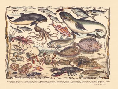 Pagina 16: Meduse, focena, aringa, tonno, sgombro, squalo, cefalo, polpo, sardine, aragosta, seppia, merluzzo, rombo, barba, granchio, eremita Bernard, ostriche, capesante, asteria, piastrella, razza, sogliola, aragosta, cozze da Gabriel Gostiaux