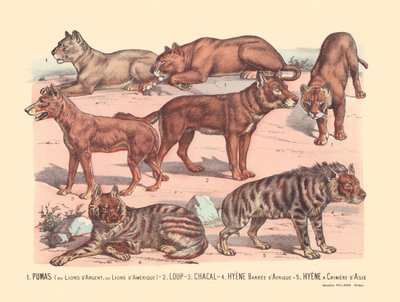 Pagina 13: Puma o leoni argentati o leoni americani, lupo, sciacallo, iena striata africana, iena asiatica da Gabriel Gostiaux