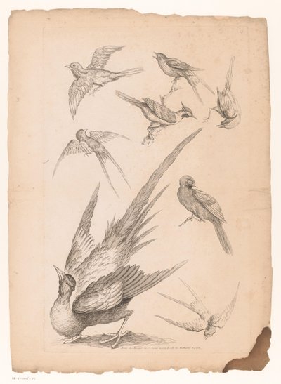Otto uccelli cinesi, tra cui forse uccelli del paradiso da Gabriel Huquier (attributed to)