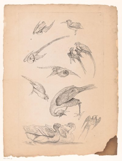 Undici uccelli cinesi, tra cui anatre e pappagalli da Gabriel Huquier (attributed to)