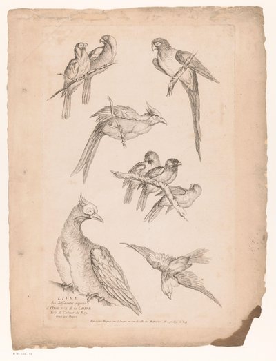 Nove uccelli cinesi da Gabriel Huquier (attributed to)