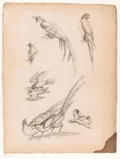 Nove uccelli cinesi da Gabriel Huquier (attributed to)