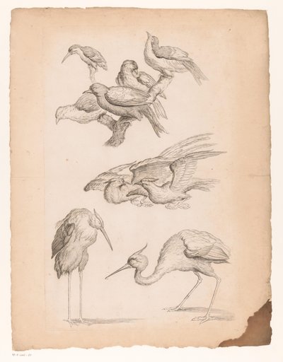 Nove uccelli cinesi, tra cui aironi e un martin pescatore (Verschillende Chinese vogels, Livre des differentes espèces d