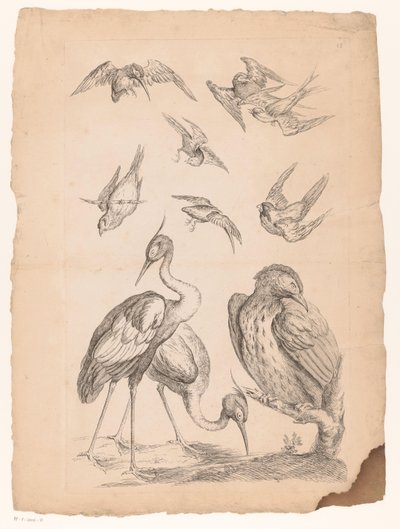 Dieci uccelli cinesi, tra cui due aironi e un martin pescatore da Gabriel Huquier (attributed to)