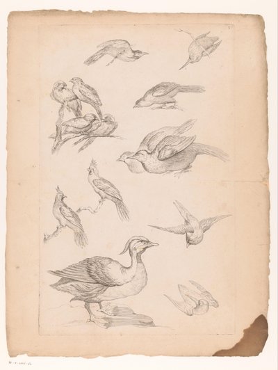 Quattordici uccelli cinesi, tra cui anatre e martin pescatori da Gabriel Huquier (attributed to)