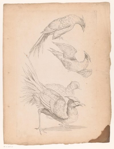 Quattro uccelli cinesi, forse uccelli del paradiso da Gabriel Huquier (attributed to)