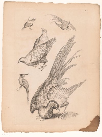 Sei uccelli cinesi da Gabriel Huquier (attributed to)